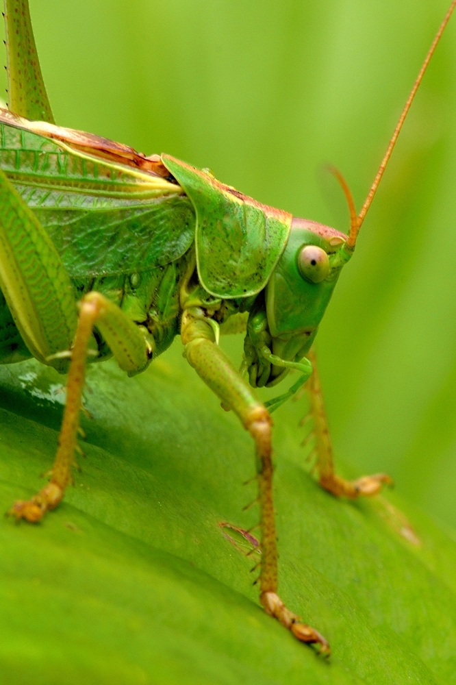 Mueller Franz grünes Heupferd